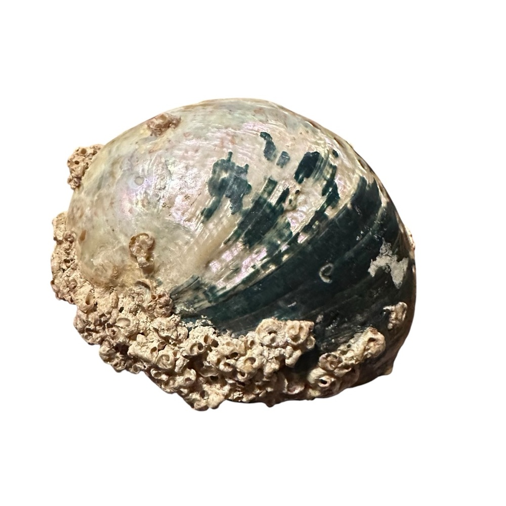Abalone Sea Shell Beach Nautical Bowl Natural 70s 4.5”x5.5” - Picture 10 of 16